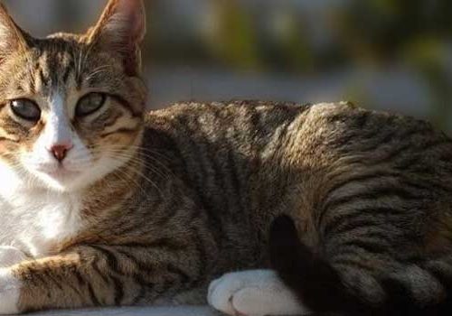 razas-de-gatos-american-wirehair
