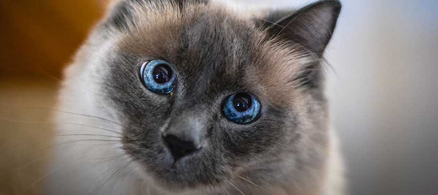 balines-gato-ojos-azules