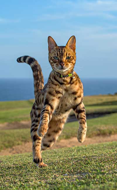 ejercicio-gato-bengali