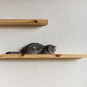estantes-para-gatos