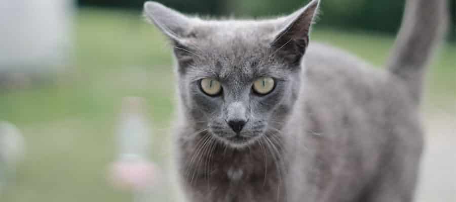gato-azul-ruso-gris
