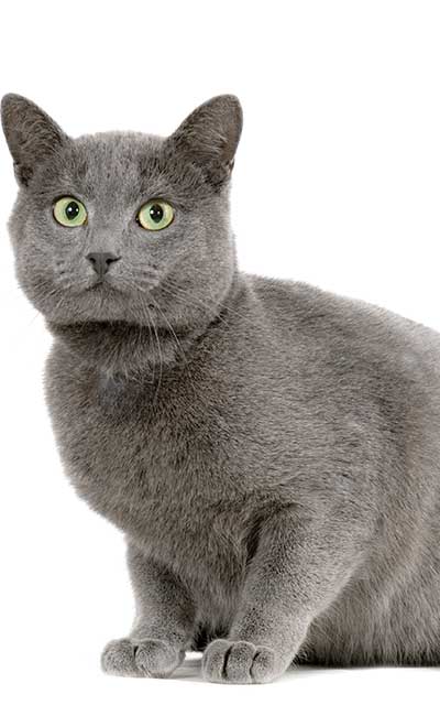 gato-cartujo-gris