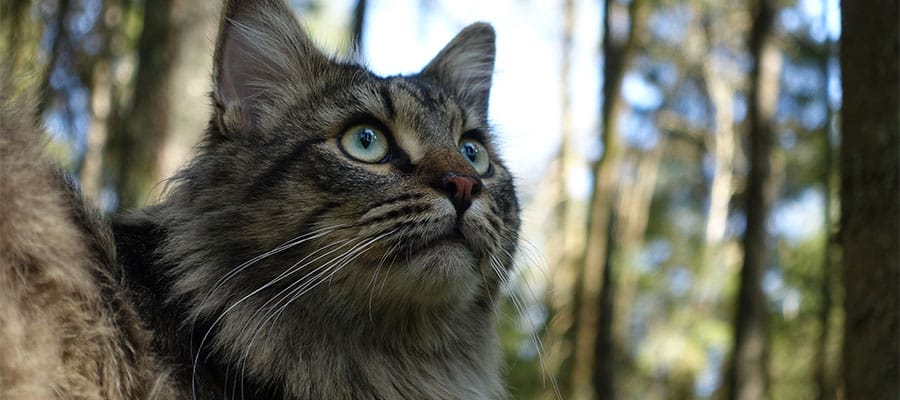 gato-de-los-bosques-de-noruega-negro