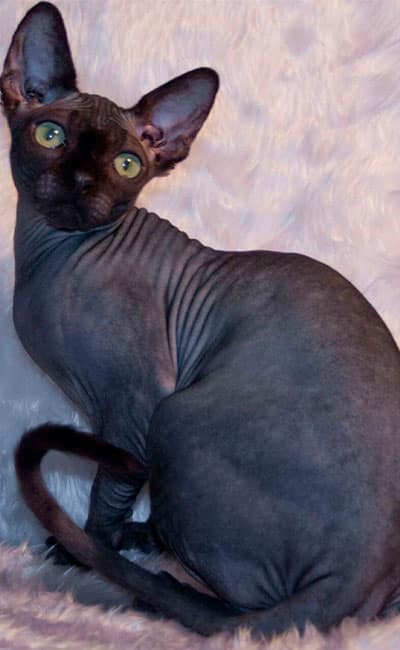 gato-esfinge-negro