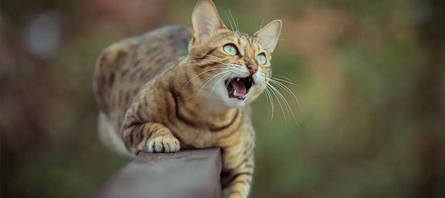 gato-jugueton-bengali
