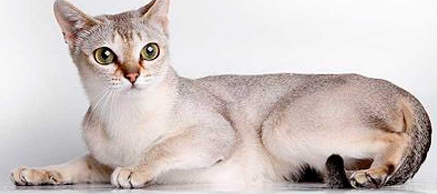 gato-listo-singapura