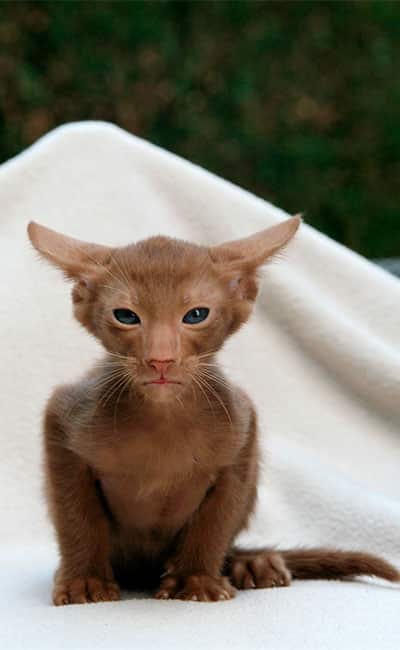 gato-oriental-color-marron