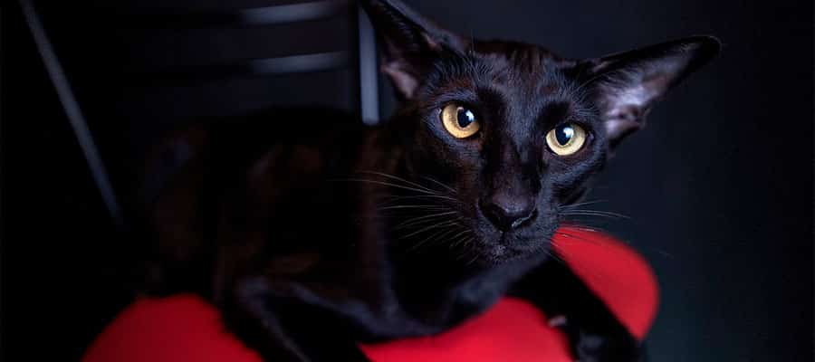 gato-oriental-negro