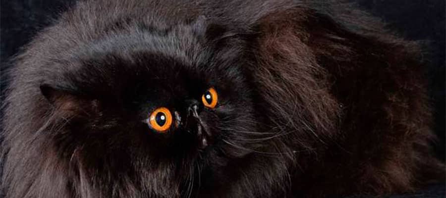 gato-persa-negro