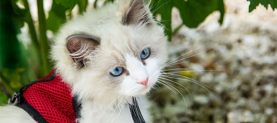 gato-ragdoll-ojos-azules