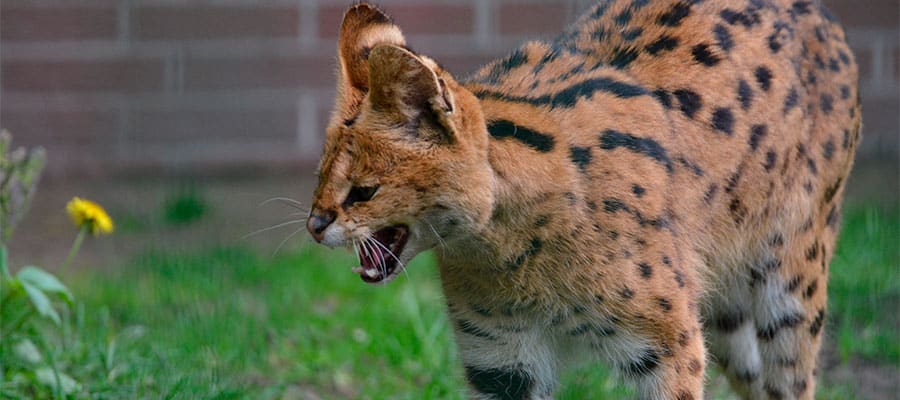 gato-serval-en-cautiverio