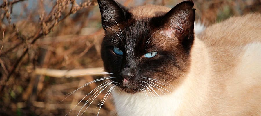 gato-siames-ojos-azules