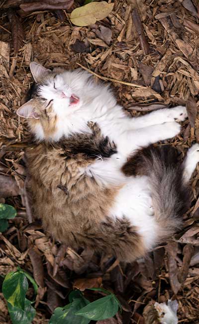 gato-siberiano-jugueton