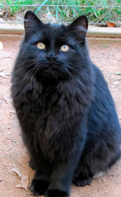 gato-siberiano-negro