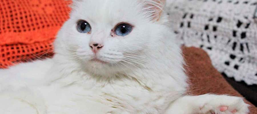gato-van-turco-blanco