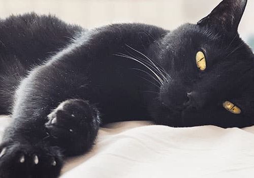 gatos-negros