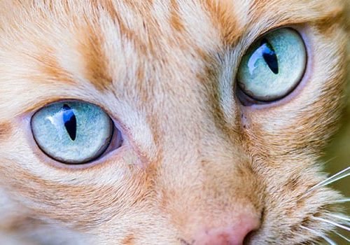 gatos-ojos-azules