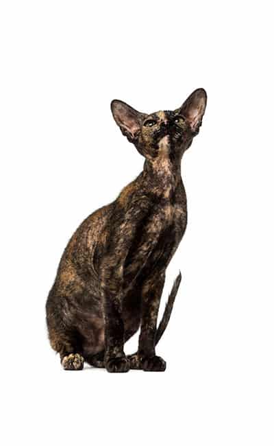 gatos-poco-comunes-peterbald