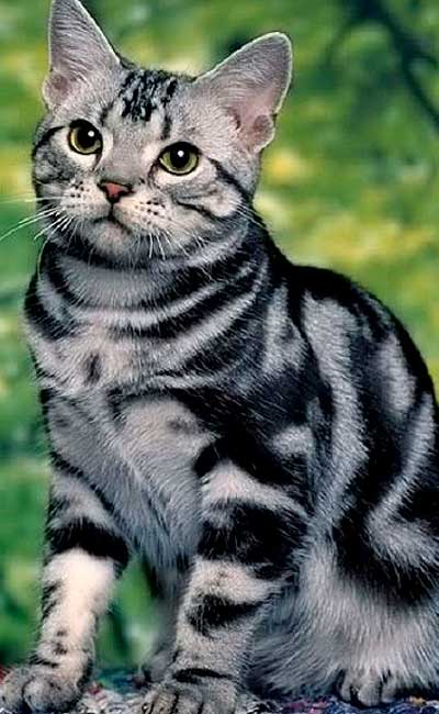 gatos-tranquilos-american-shorthair