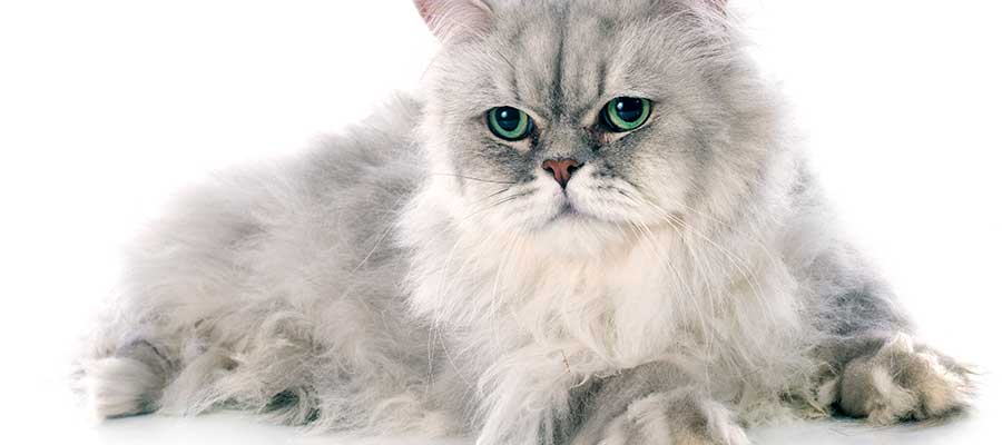 imagen-gato-bonito-persa