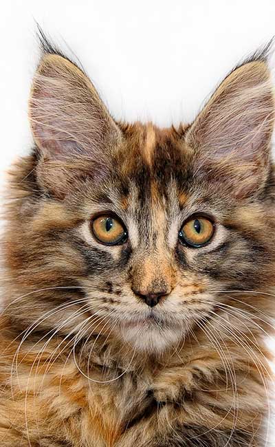 maine coon cariñoso