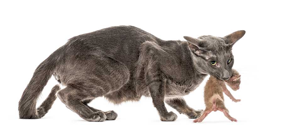 peterbald-gatos-mas-caros