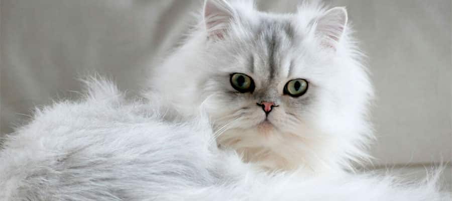 que-es-un-gato-persa