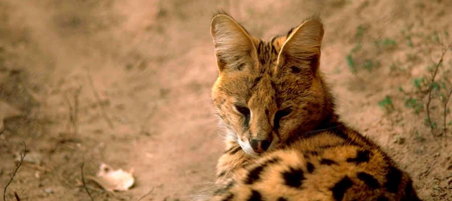 que-es-un-gato-serval