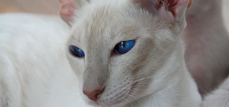 razas-de-gatos-colorpoint-shorthair