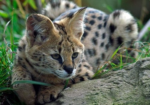razas-de-gatos-serval