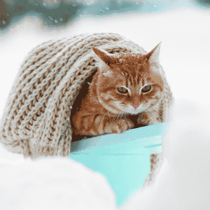 cama-invierno-para-gato