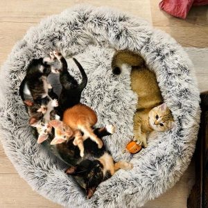 cama-para-tres-gatos