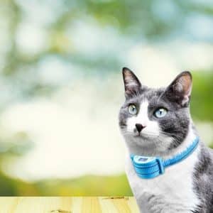 collar-anti-maullidos-gato