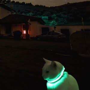 collar-gato-fluorescente