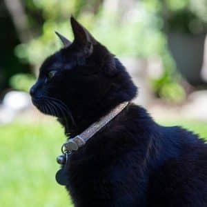 collar-gato-negro