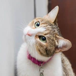 collar-gato-rosa