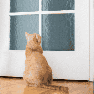 rascador-puerta-gatos