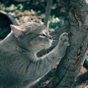 troncos-naturales-gatos