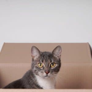 casa-carton-gatos