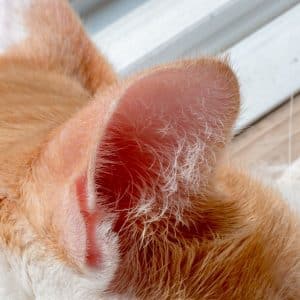 limpiador-oidos-gatos