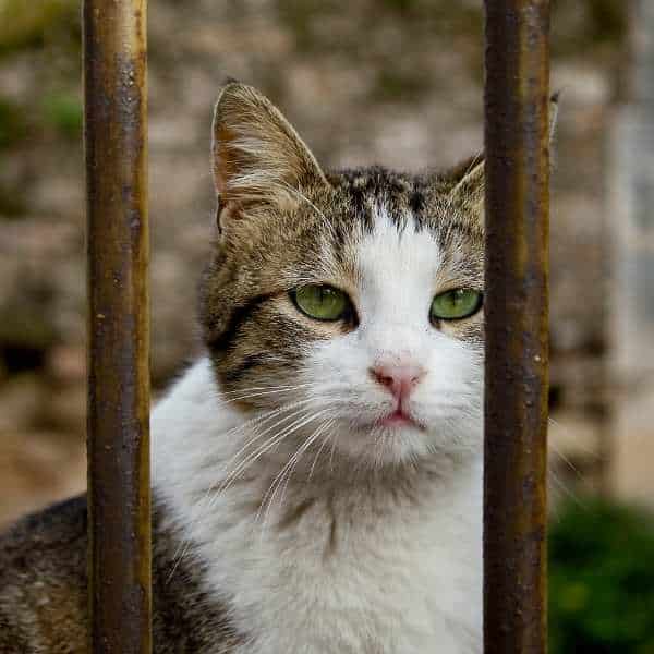 jaula-para-gatos-exterior
