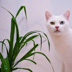 planta-anti-gato