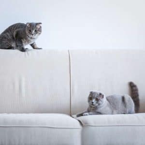 repelente-gato-sofa