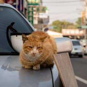 repelente-gatos-coche