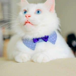 disfraz-gato-blanco