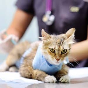 camiseta-gato-operado