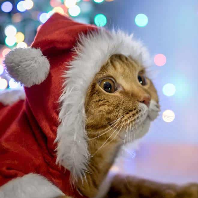 disfraz-para-gato-navidad