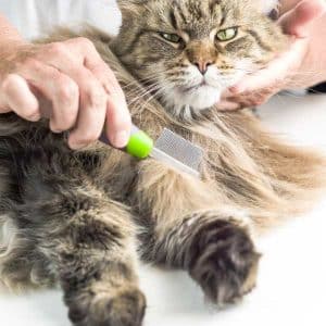 Cepillo anti-nudos-gato