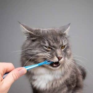 cepillo-dientes-gato
