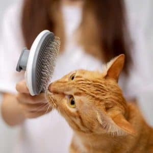Cepillo Cardina Automático para Gatos